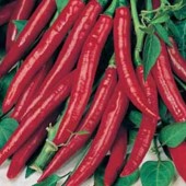 pepers_de_cayenne