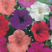 Petunia_multiflora_Confetti