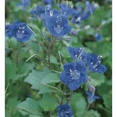 Bijenvoer_Phacelia_campanularia_Blue_Wonder