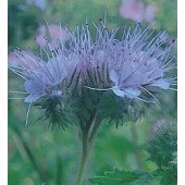 Phacelia_bijenvoer