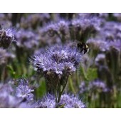 phacelia_insect