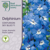 Delphinium cultorum Centurion Sky Blue
