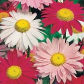 Pyrethrum