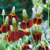 Ratibida columnifera
