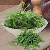 Salade SPEEDY Rucola Kennedy