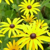 Rudbeckia_zonnehoed_goldsturm