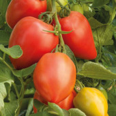 Tomaten T Rugby F1