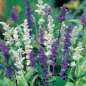 Salvia_farinacea_Blue&White_Meelsalie_f7074