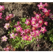 Steenbreek_Saxifraga arendsii_Purple_Robe