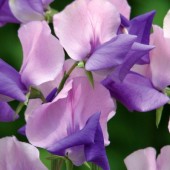 Siererwt_Lathyrus_Erewhon_J21403
