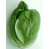 Sla_Bindsla_Roma_Romaine_Ballon