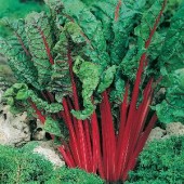 Snijbiet_Rode_Rhubarb