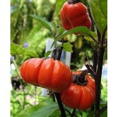 Minipompoen_Solanum_aethiopicim - 