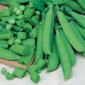 Erwten_Vleeserwt_Sugar_Bon