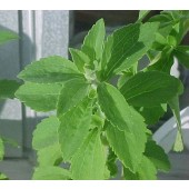 Stevia_Honingkruid