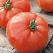 Tomaten vleestomaat Supersteak F1