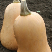 Pompoen butternut Sweetmax F1