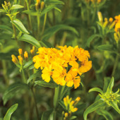 Tagetes lucida BIO