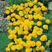 Tagetes_afrikaantje_yellow_Jacket