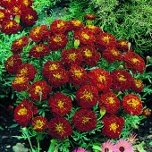 Tagetes_Carmen