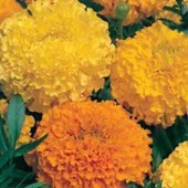 Tagetes erecta double mix