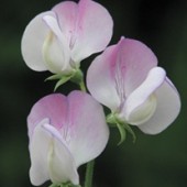 Lathyrus odoratus Teresa Maureen