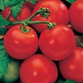 Tomaten_Moneymaker