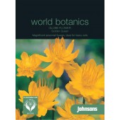 Trollius_chinensis_golden_Queen_Kogelboterbloem