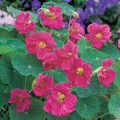 Tropaeolum_minus_Jewel_Cherry_Rose _Oost-Indische-Kers