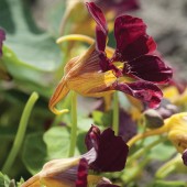 Tropaeolum_Purple_Emperor