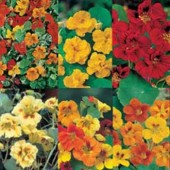 Tropaeolum_collectie