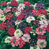 Verbena_Sparkles_mix