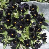 Viola cornuta Back to Black