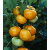 Tomaten vleestomaat Golden Koningin