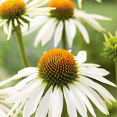 Echinacea purpurea White Swan