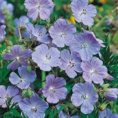 wildbloemen_geranium_cranesbill