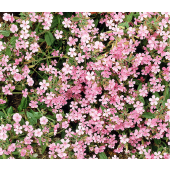 Saponaria ocymoides rose-lila