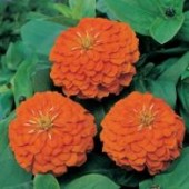 Zinnia_elegans_Orange_King