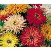 zinnia_chrysantbloemig