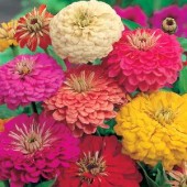 Zinnia_elegans_Early_Wonder_Mix