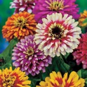  Zinnia_Whirlygig_improved_mix