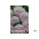 Papaver_somniferum_Lilac_Pompom