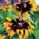 Zonnehoed_Rudbeckia_hirta_Aries