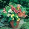 Abutilon