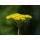 achillea_duizendblad_geel