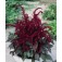 Amaranthus?kattesaart?Oeschberg