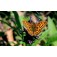 Amberboa-vlinder