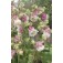 Aquilegia_Akelei_Petticoat_Pink