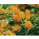 Zijdeplant_Asclepias_tuberosa