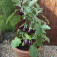 Patioplant _Aubergine_Pot_Black 